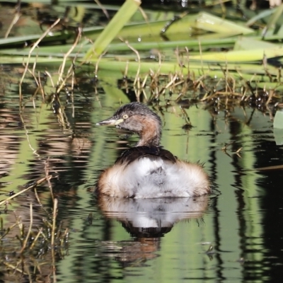 Tachybaptus novaehollandiae (Australasian Grebe) at Jerrabomberra Wetlands - 23 Apr 2023 by JimL