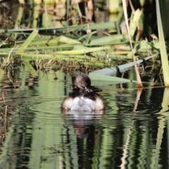 Tachybaptus novaehollandiae at Fyshwick, ACT - 24 Apr 2023