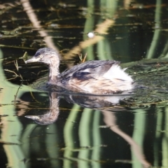 Tachybaptus novaehollandiae at Fyshwick, ACT - 24 Apr 2023