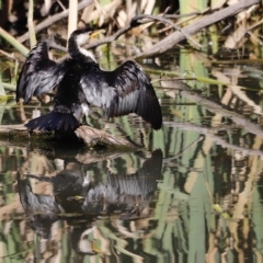 Microcarbo melanoleucos (Little Pied Cormorant) at Jerrabomberra Wetlands - 24 Apr 2023 by JimL
