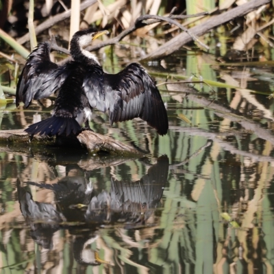 Microcarbo melanoleucos (Little Pied Cormorant) at Fyshwick, ACT - 24 Apr 2023 by JimL