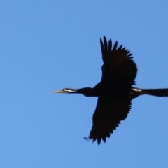 Anhinga novaehollandiae (Australasian Darter) at Fyshwick, ACT - 24 Apr 2023 by JimL