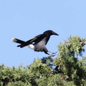 Strepera graculina at Fyshwick, ACT - 24 Apr 2023