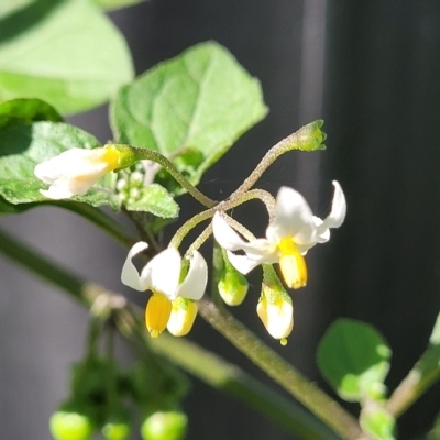 Solanum nigrum (Black Nightshade) at Banksia Street Wetland Corridor - 24 Apr 2023 by trevorpreston