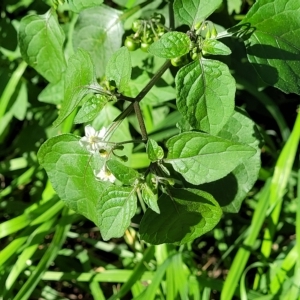 Solanum nigrum at O'Connor, ACT - 24 Apr 2023