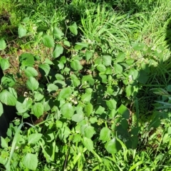 Solanum nigrum at O'Connor, ACT - 24 Apr 2023