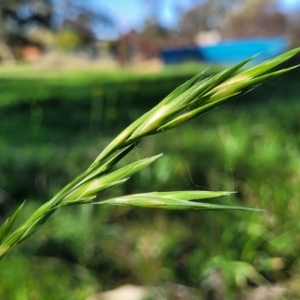 Bromus catharticus at O'Connor, ACT - 24 Apr 2023