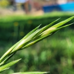 Bromus catharticus at O'Connor, ACT - 24 Apr 2023