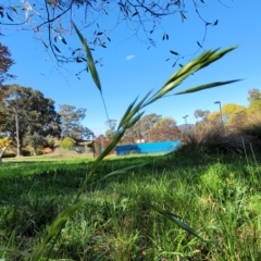 Bromus catharticus at O'Connor, ACT - 24 Apr 2023