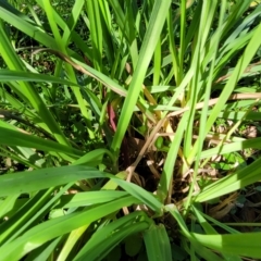 Bromus catharticus at O'Connor, ACT - 24 Apr 2023 01:30 PM