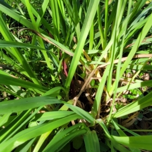 Bromus catharticus at O'Connor, ACT - 24 Apr 2023