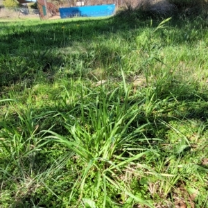 Bromus catharticus at O'Connor, ACT - 24 Apr 2023
