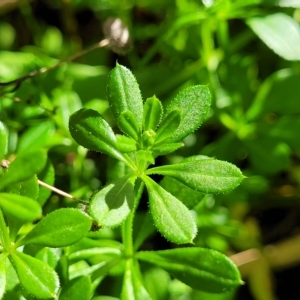 Galium aparine at O'Connor, ACT - 24 Apr 2023