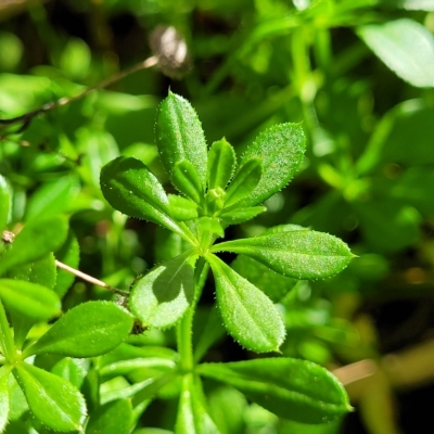 Galium aparine (Goosegrass, Cleavers) at Banksia Street Wetland Corridor - 24 Apr 2023 by trevorpreston