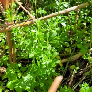 Galium aparine at O'Connor, ACT - 24 Apr 2023