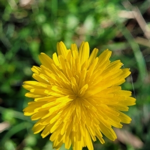 Hypochaeris radicata at O'Connor, ACT - 24 Apr 2023 01:31 PM