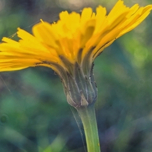 Hypochaeris radicata at O'Connor, ACT - 24 Apr 2023