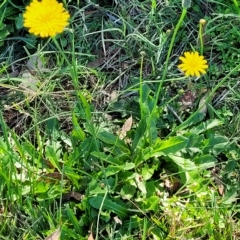 Hypochaeris radicata at O'Connor, ACT - 24 Apr 2023