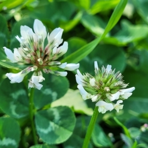 Trifolium repens at O'Connor, ACT - 24 Apr 2023