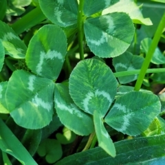 Trifolium repens at O'Connor, ACT - 24 Apr 2023