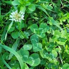 Trifolium repens at O'Connor, ACT - 24 Apr 2023