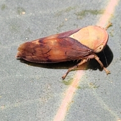 Brunotartessus fulvus (Yellow-headed Leafhopper) at Banksia Street Wetland Corridor - 24 Apr 2023 by trevorpreston