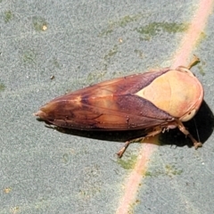 Brunotartessus fulvus at O'Connor, ACT - 24 Apr 2023