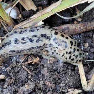 Limax maximus at O'Connor, ACT - 24 Apr 2023