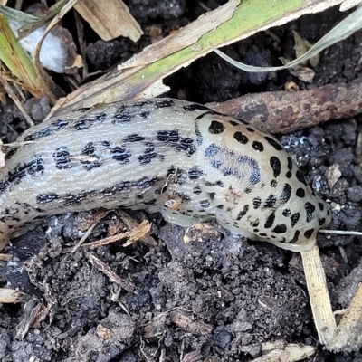 Limax maximus (Leopard Slug, Great Grey Slug) at O'Connor, ACT - 24 Apr 2023 by trevorpreston