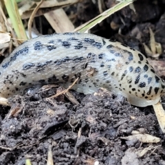 Limax maximus at O'Connor, ACT - 24 Apr 2023