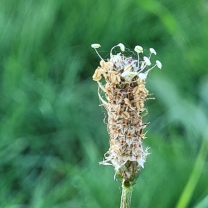 Plantago lanceolata at O'Connor, ACT - 24 Apr 2023