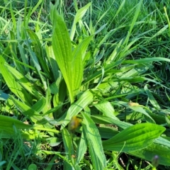 Plantago lanceolata at O'Connor, ACT - 24 Apr 2023