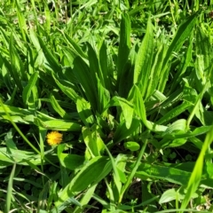 Plantago lanceolata at O'Connor, ACT - 24 Apr 2023