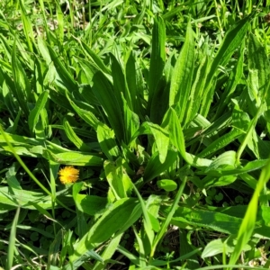 Plantago lanceolata at O'Connor, ACT - 24 Apr 2023