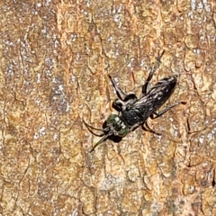 Crabronidae (family) (Sand wasp) at O'Connor, ACT - 24 Apr 2023 by trevorpreston