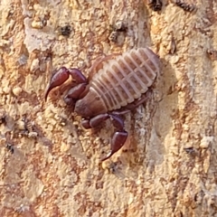 Conicochernes sp. (genus) (Chernetid Pseudoscorpion) at O'Connor, ACT - 24 Apr 2023 by trevorpreston