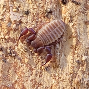 Conicochernes sp. (genus) at O'Connor, ACT - 24 Apr 2023 01:42 PM