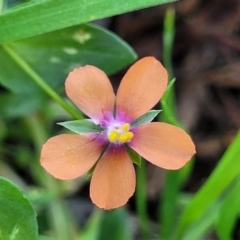 Lysimachia arvensis (Scarlet Pimpernel) at O'Connor, ACT - 24 Apr 2023 by trevorpreston