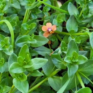 Lysimachia arvensis at O'Connor, ACT - 24 Apr 2023 01:49 PM