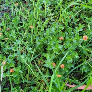 Lysimachia arvensis at O'Connor, ACT - 24 Apr 2023 01:49 PM