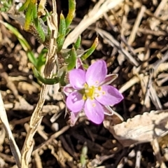 Spergularia rubra (Sandspurrey) at Banksia Street Wetland Corridor - 24 Apr 2023 by trevorpreston