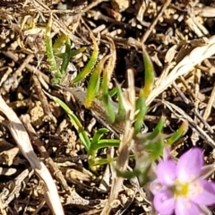 Spergularia rubra at O'Connor, ACT - 24 Apr 2023 01:52 PM