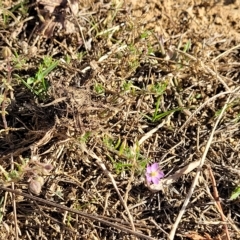 Spergularia rubra at O'Connor, ACT - 24 Apr 2023 01:52 PM