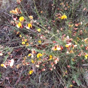Bossiaea heterophylla at Mundamia, NSW - 24 Apr 2023