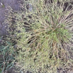 Juncus bufonius (Toad Rush) at Nowra Hill, NSW - 24 Apr 2023 by plants