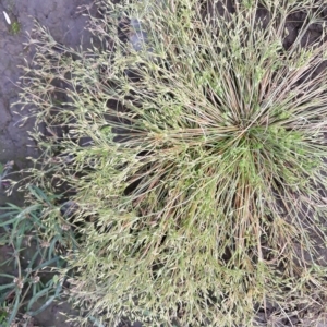 Juncus bufonius at Nowra Hill, NSW - 24 Apr 2023