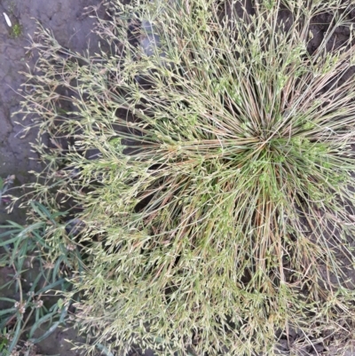 Juncus bufonius (Toad Rush) at Nowra Hill, NSW - 24 Apr 2023 by plants