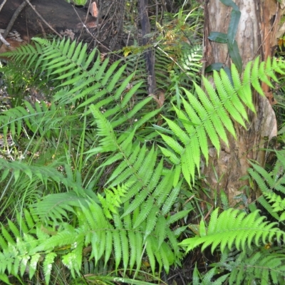 Christella dentata (Binung) at Triplarina Nature Reserve - 23 Apr 2023 by plants