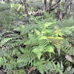 Hypolepis muelleri (Harsh Ground Fern, Swamp Bracken) at Mundamia, NSW - 23 Apr 2023 by plants