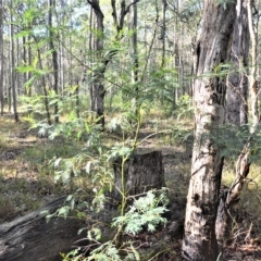 Acacia irrorata (Green Wattle) at Mundamia, NSW - 23 Apr 2023 by plants